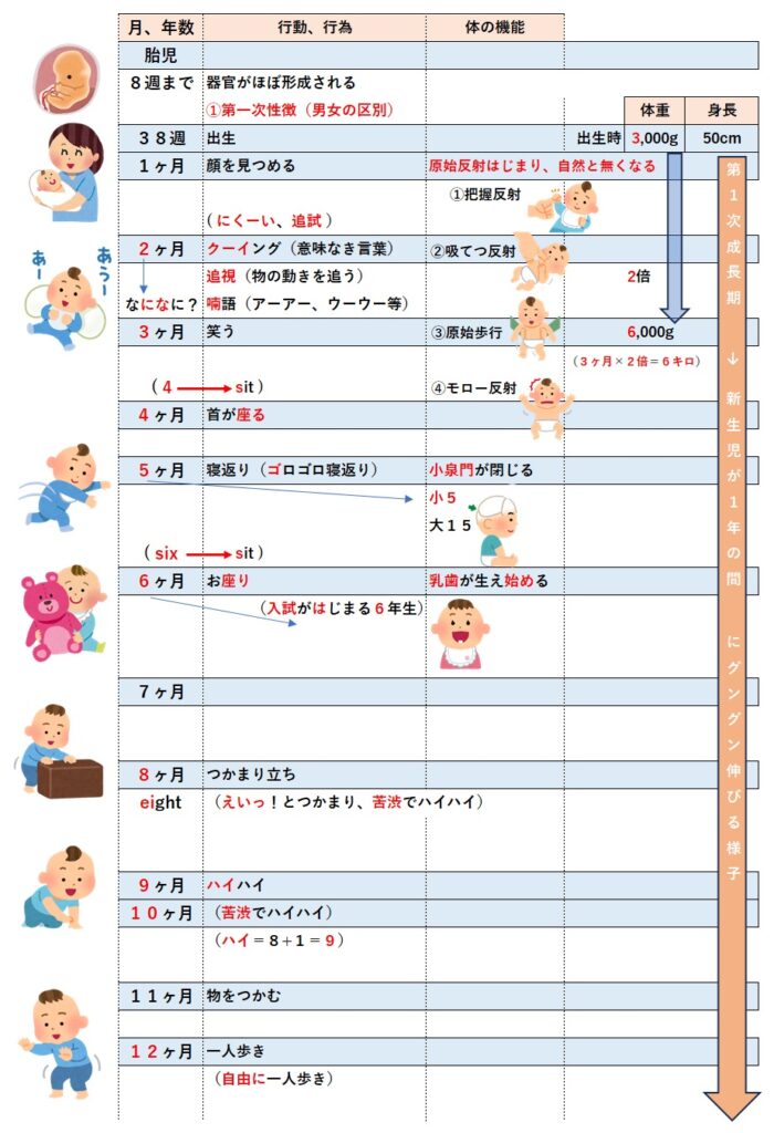 乳幼児の発達過程《まとめ》 | カリスマ社会福祉士3期生のブログ