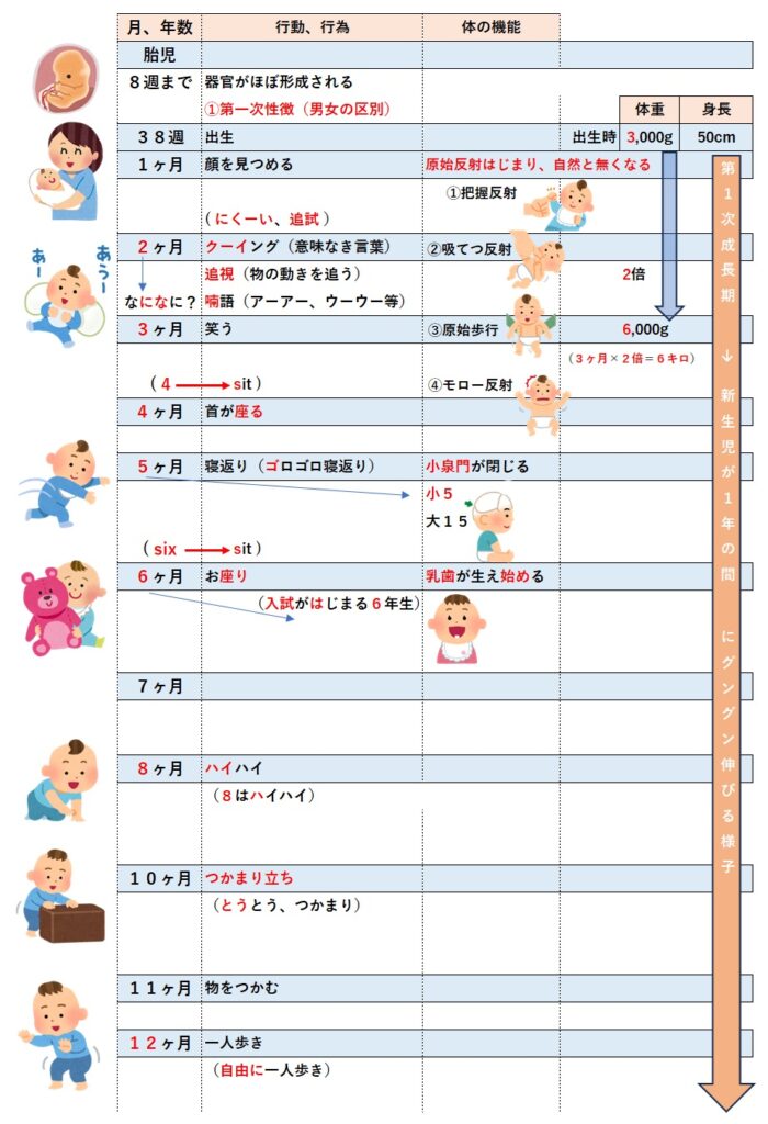 乳幼児の発達過程《まとめ》 | カリスマ社会福祉士3期生のブログ